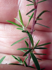 Leptospermum repo