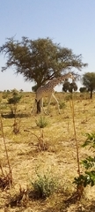 Giraffa camelopardalis peralta