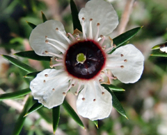 Leptospermum repo