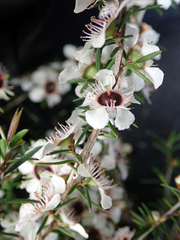 Leptospermum repo
