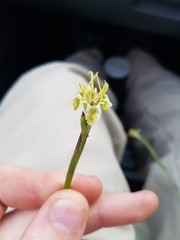 Moraea trifida
