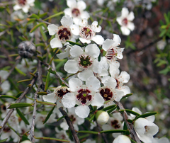 Leptospermum repo