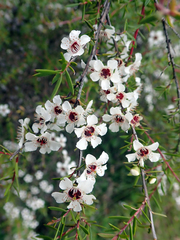Leptospermum repo