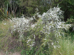 Leptospermum repo