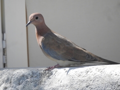 Streptopelia senegalensis
