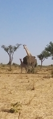 Giraffa camelopardalis peralta
