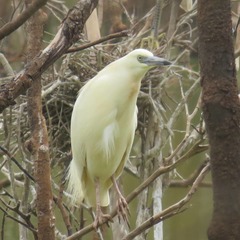 Ardeola idae