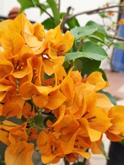 Bougainvillea