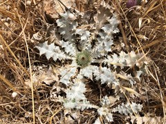 Onopordum acaulon