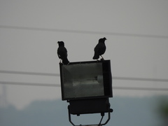 Acridotheres cristatellus