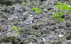 Motacilla alba