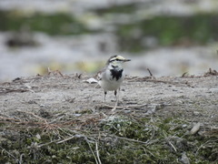 Motacilla alba
