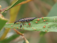 Rhinotia lineata