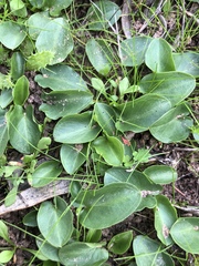 Arisarum simorrhinum