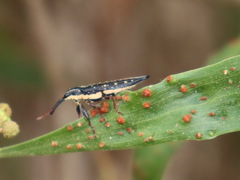 Rhinotia lineata