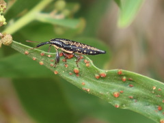 Rhinotia lineata