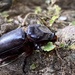 Coconut Rhinoceros Beetle - Photo (c) AnnLazaro, some rights reserved (CC BY-SA), uploaded by AnnLazaro