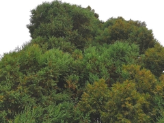 Juniperus
