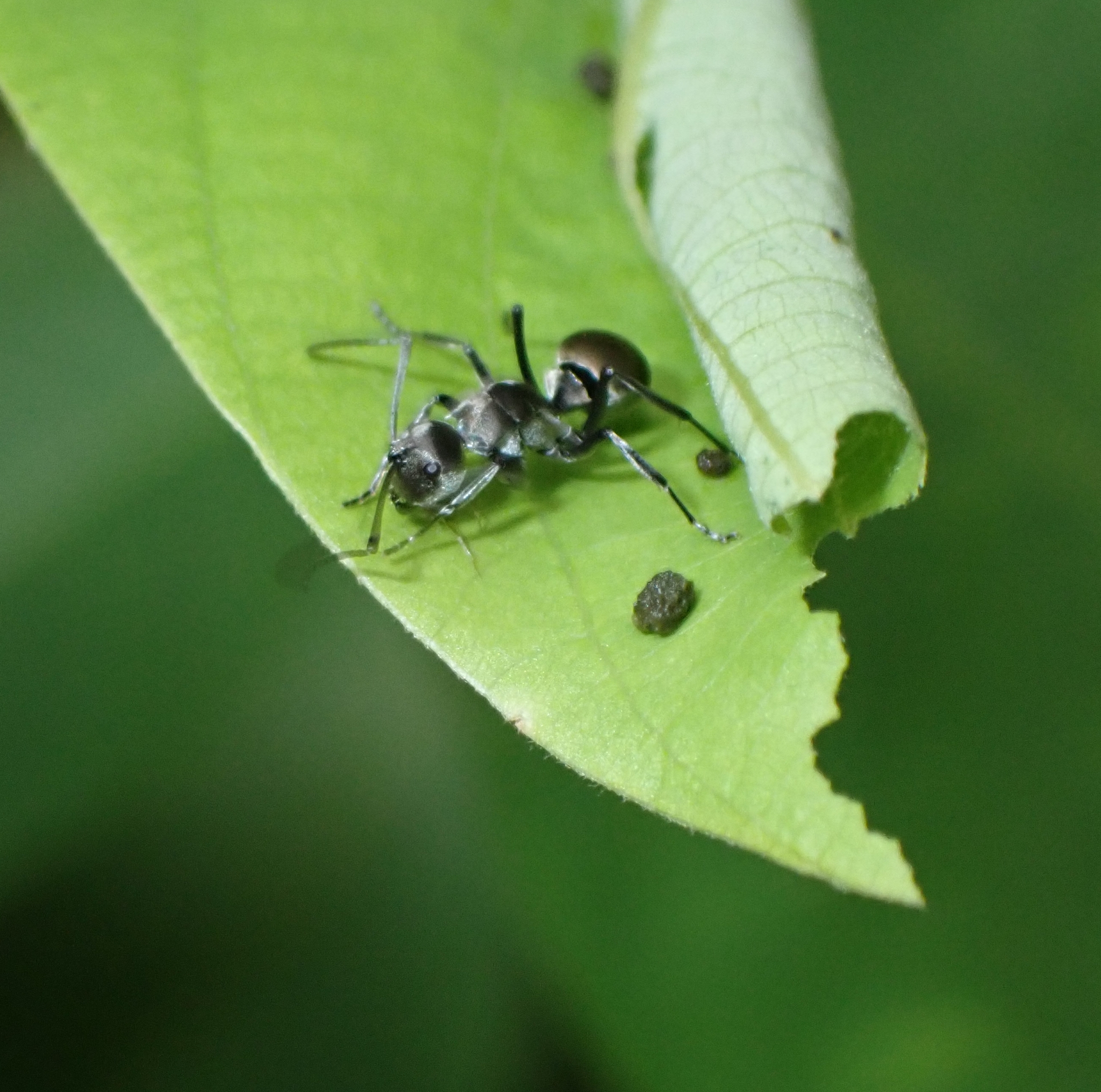Polyrhachis inermis