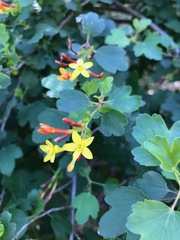 Ribes aureum gracillimum
