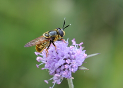 Callicera
