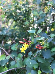 Ribes aureum gracillimum