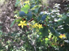 Ribes aureum gracillimum