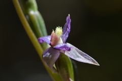 Thelymitra formosa