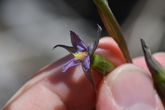 Thelymitra formosa