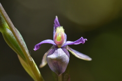 Thelymitra formosa