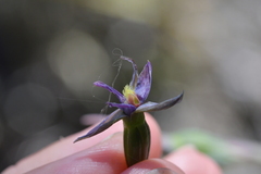 Thelymitra formosa