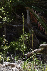 Thelymitra formosa