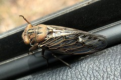 Arenopsaltria nubivena