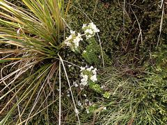 Veronica canterburiensis
