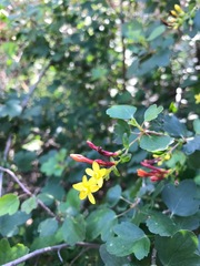 Ribes aureum gracillimum