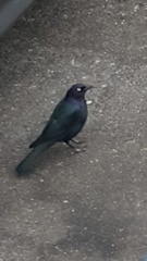 Euphagus cyanocephalus