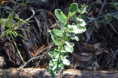 Olearia myrsinoides