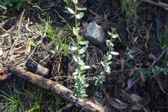Olearia myrsinoides