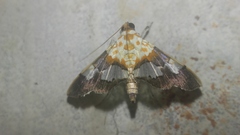 Aetholix flavibasalis