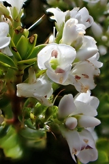 Veronica canterburiensis