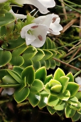 Veronica canterburiensis