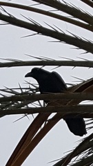 Corvus corax