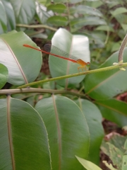 Ceriagrion auranticum
