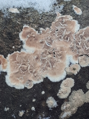 Cylindrobasidium evolvens