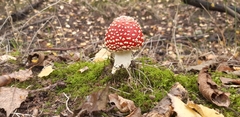 Amanita muscaria