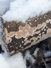 Cylindrobasidium evolvens