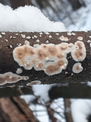 Cylindrobasidium evolvens