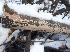 Cylindrobasidium evolvens