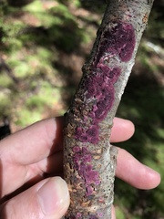 Byssomerulius psittacinus