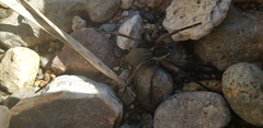 Dolomedes aquaticus